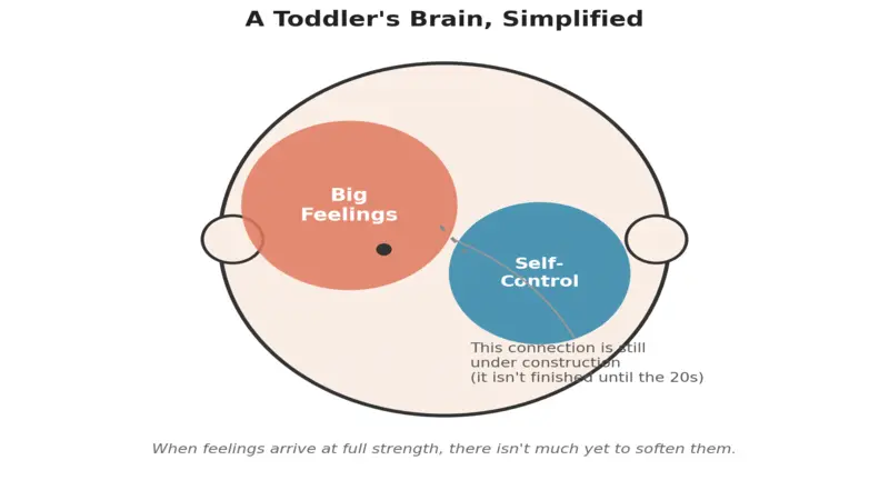 How to Handle Toddler Tantrums (Without Losing Your Mind) Simple illustration of a toddler's developing brain and emotional regulation